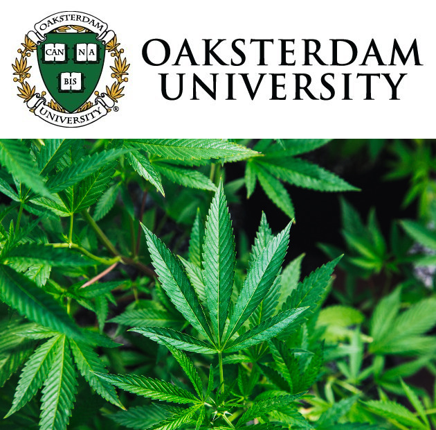 (Top) Oaksterdam University logo. (Bottom) Cannabis plant.