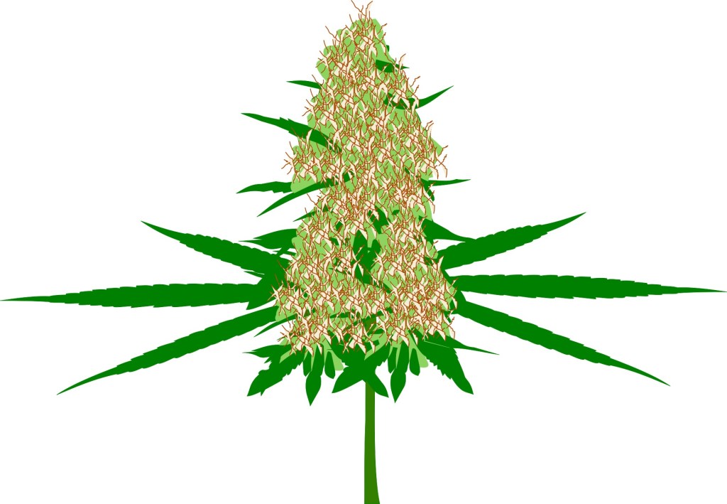Marijuana flower bud graphic.